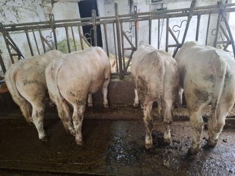 Charolais