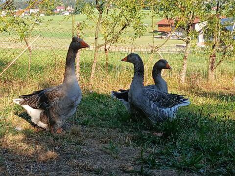 Gänse
