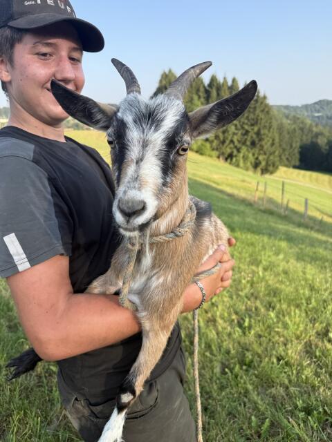 Zwergziegen