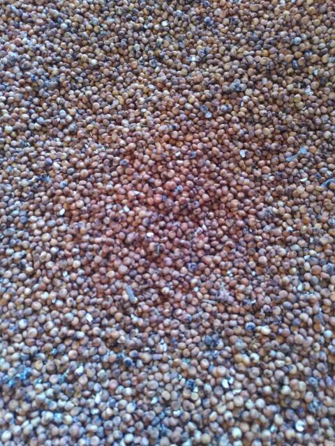 Bio Sorghum Hirse Futtermittel