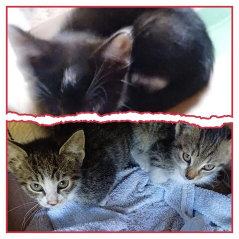 3 Babykatzen abzugeben