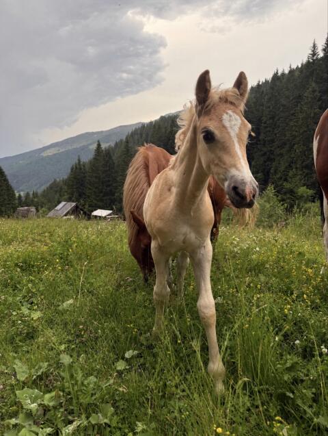Arobo Haflinger Hengstfohlen