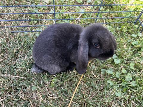 Zwergkaninchen