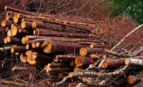 Holz für Suche Hackgut, Energieholz, Faserholz