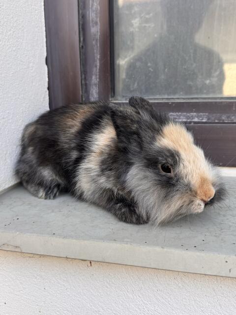 Zwergkaninchen männlich