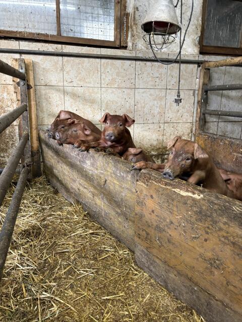 Verkaufe Duroc-Ferkel