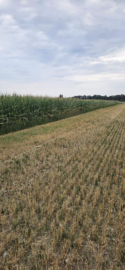 Silomais ab Feld