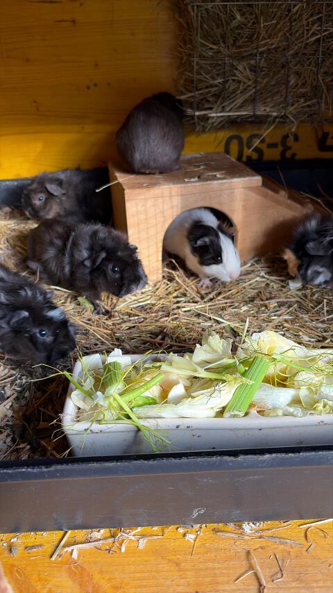 Meerschweinchen
