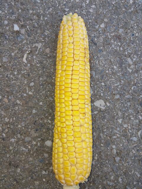 Verkaufe Silomais ab Feld P8834
