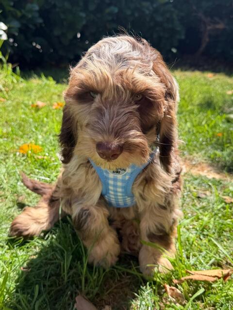 Cockerdoodle