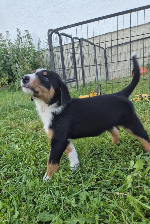 Appenzeller Welpen