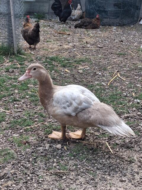 Enten