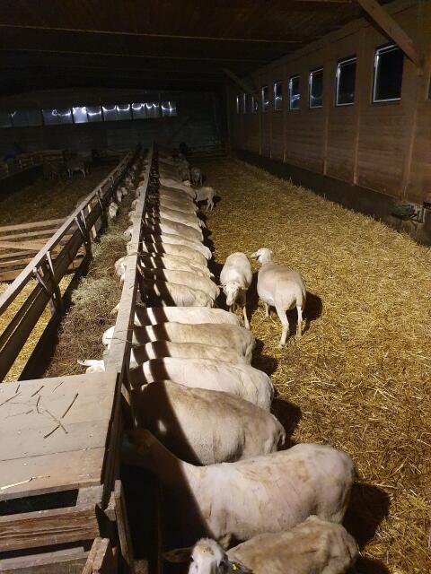 Verkaufe Zuchtschafe der Rasse Lacaune Milchschafe