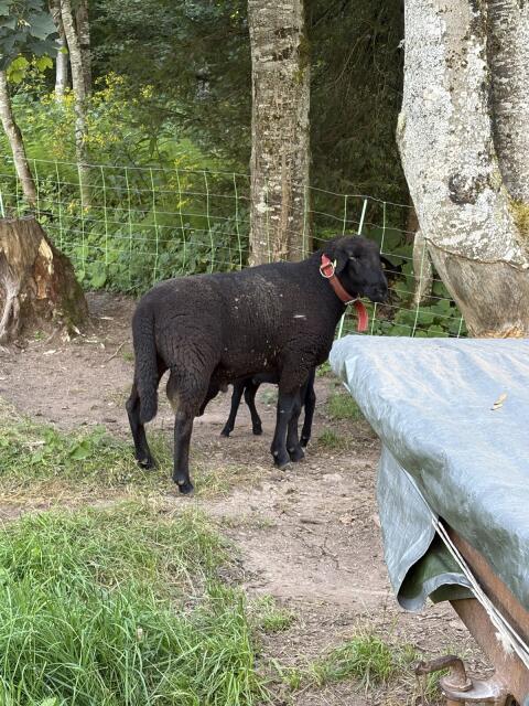 Jura-Widder