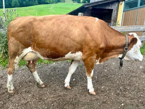 Bio-Fleckviehkuh in Milch