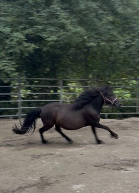 Wunderhübsche Pony-Stute