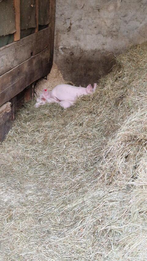 Heu in Rundballen