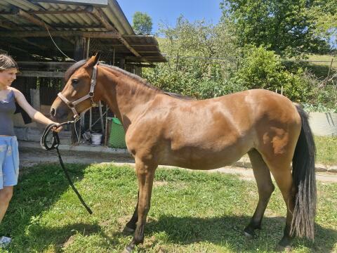 Quarter-/Haflinger-Mix-Stute