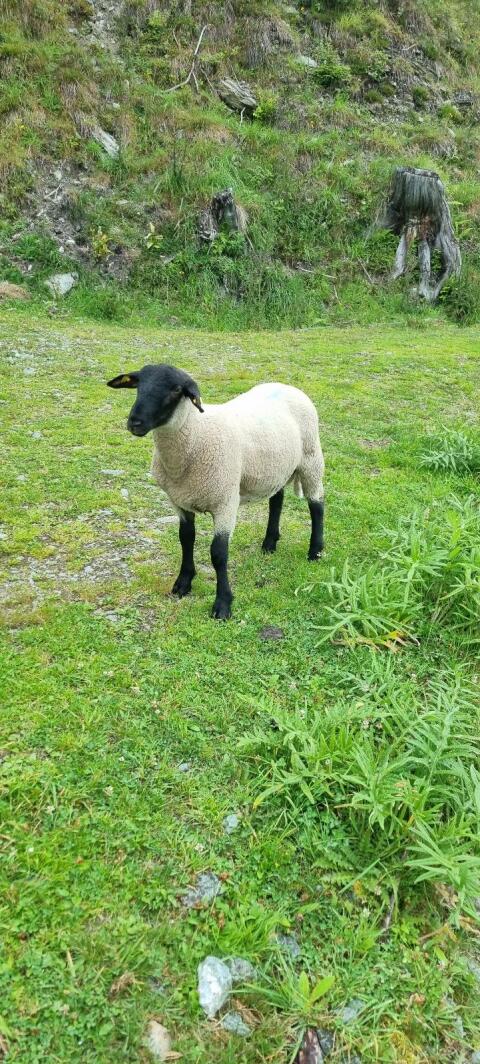 Suffolk Jungwidder