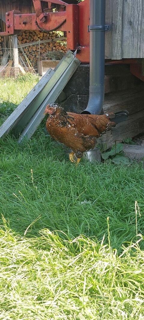 Hühner Altsteirer, Blumenhuhn