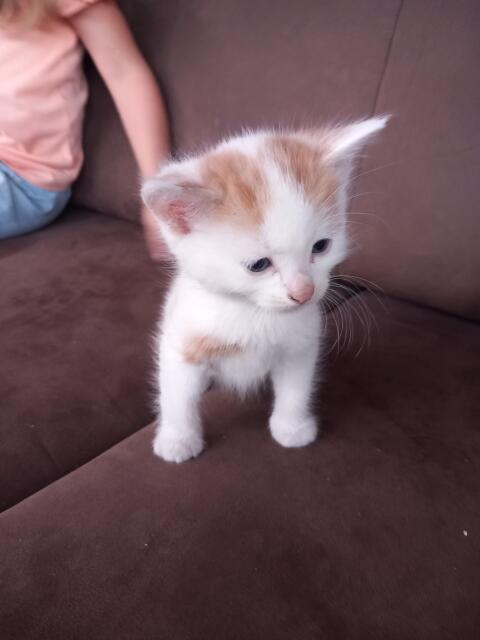 Katzenbaby