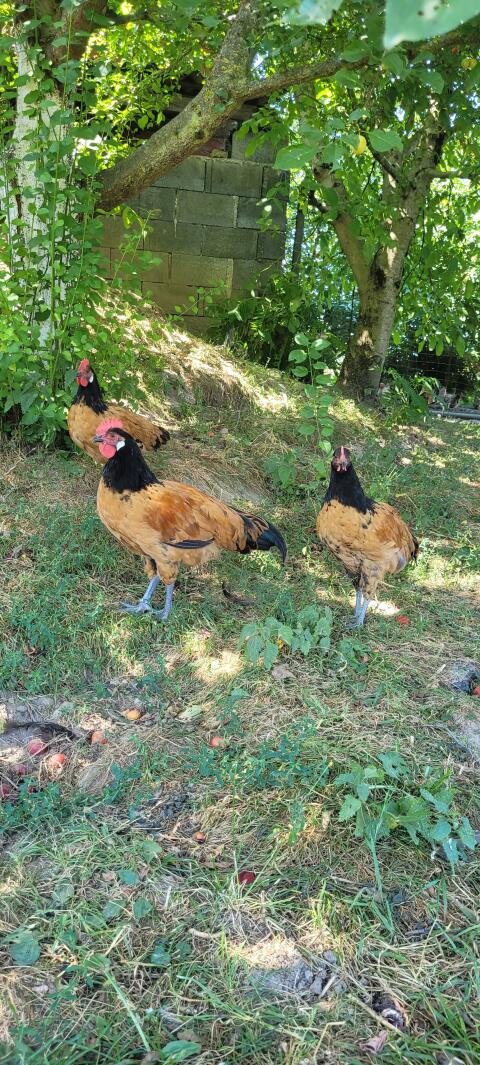 Reinrassige Junghähne von Vorwerk und Marans (ss) abzugeben