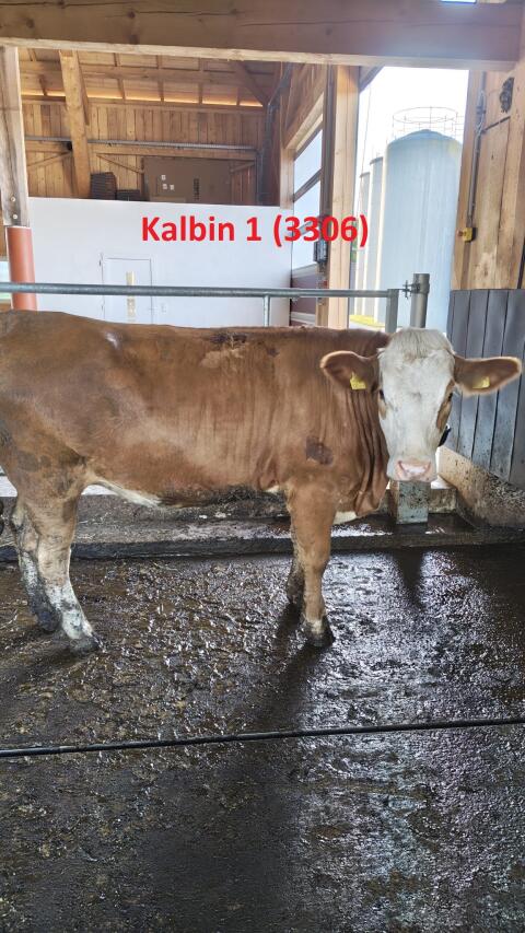 Trächtige Fleckvieh-Kalbinnen