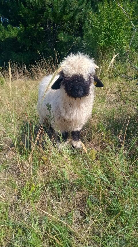 BIO Walliser Schwarznasenlämmer männlich, Walliser Mischling