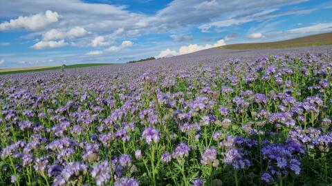 Phacelia