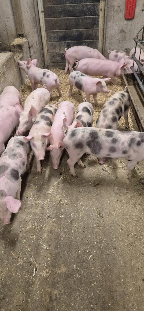Landschwein Pietrain