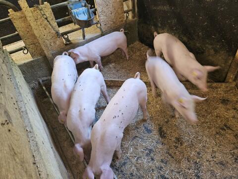 Schöne Ferkel