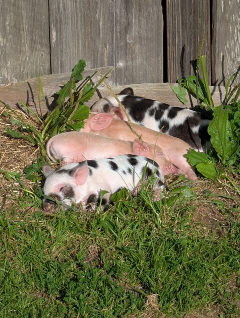Kune-Kune-Ferkel