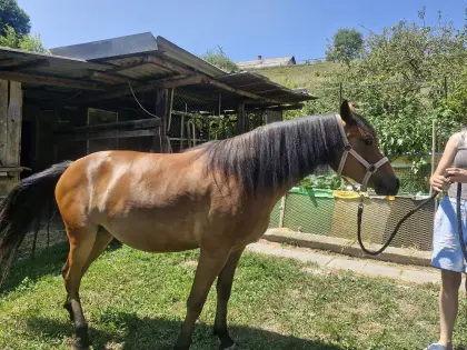 Quarter-/Haflinger-Mix-Stute