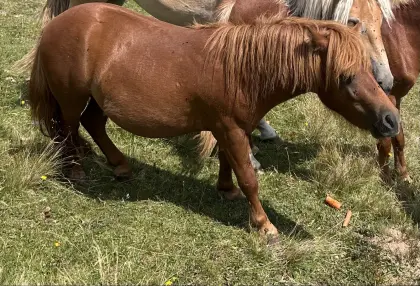 Ponyhengst
