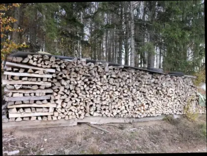 Buche, Birke