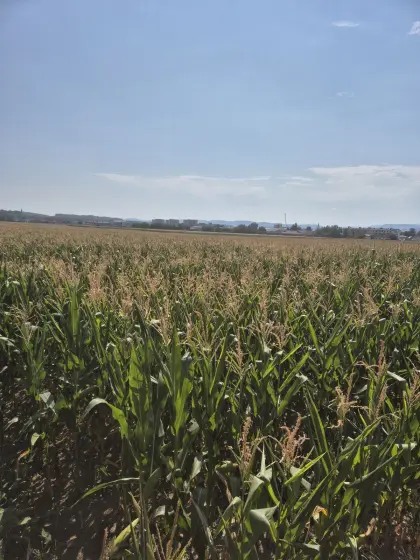 Silomais 5,2 ha ab Feld zu verkaufen