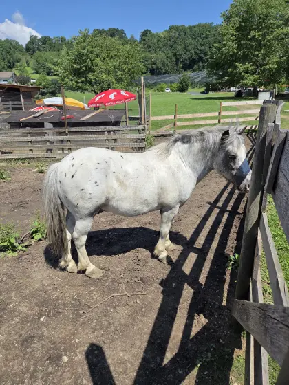 Pony