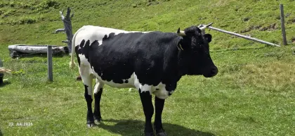 Trächtige schwarze Pinzgauer Kalbin