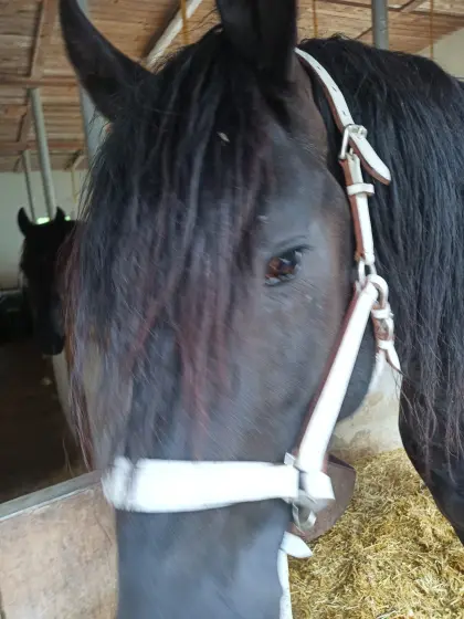 Pferdehalfter Leder