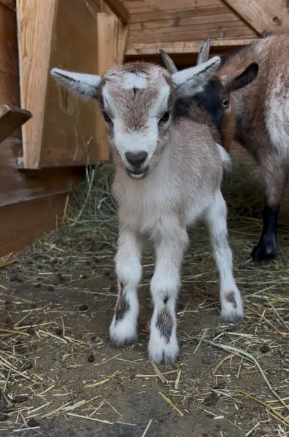 Mini-Zwergziegenbock
