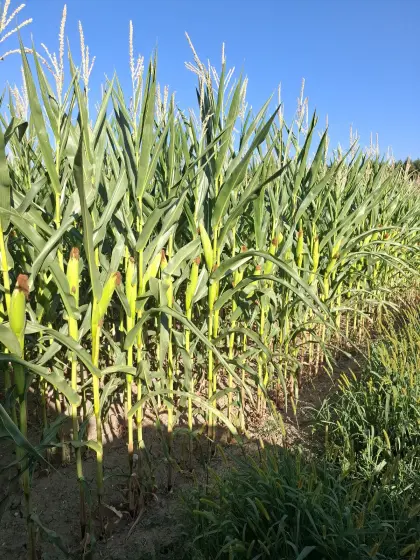Silomais ab Feld