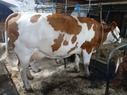 Verkaufe mehrere trächtige Fleckvieh-Kühe in Milch