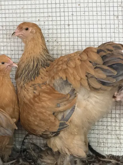 Brahma
