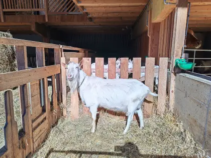 Bio-Saaneziegenbock