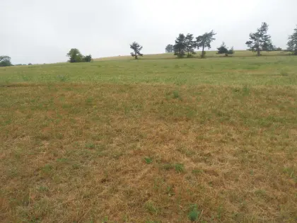 Wiese 3.176 m² zvk
