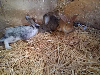 Deutsche Riesen Kaninchen Jungtiere