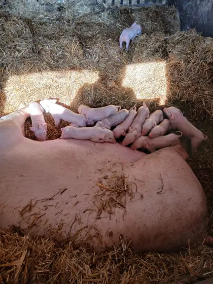 verkaufe ferkel