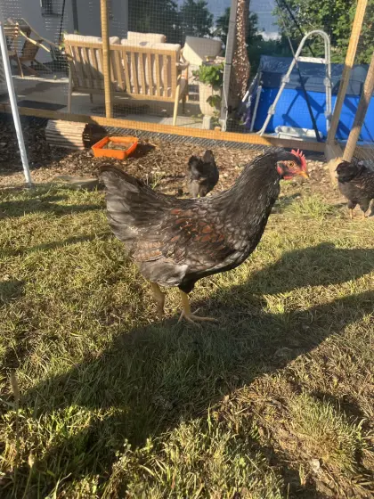 Schöne junge doppelt braun-blaugesäumte Barnevelder-Hähne