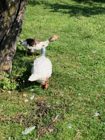 Gänsepaar