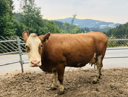 Bio-Milchkuh